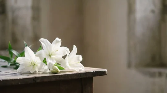 Bouquet de lys blancs éclairé d'une lumière douce, symbole de paix et d'élévation spirituelle lors d'un hommage funéraire