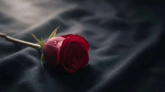 Une unique rose rouge posée sur un tissu sombre, symbole d'un amour passionné rendu hommage lors de funérailles
